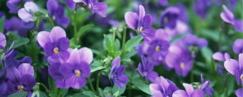 紫罗兰什么季节种植 紫罗兰什么季节种植