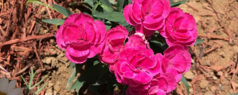 康乃馨什么季节种 康乃馨什么季节种
