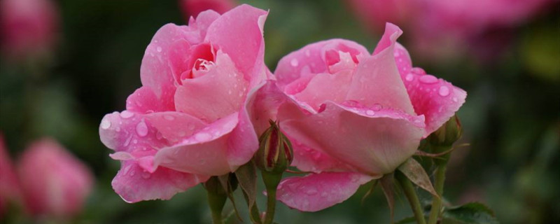 月季施肥季节 月季施肥季节