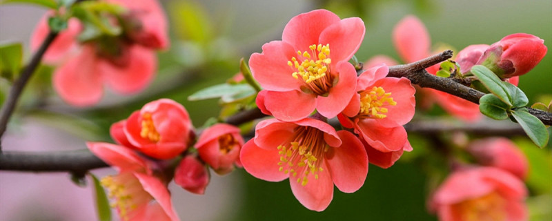 贴梗海棠什么季节开花 贴梗海棠什么季节开花