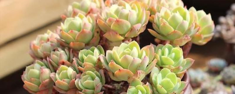 什么季节给多肉换盆 什么季节给多肉换盆