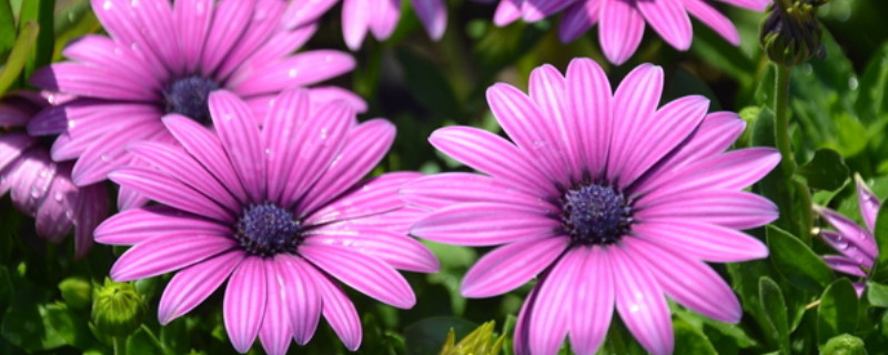 非洲菊什么季节有 非洲菊什么季节有