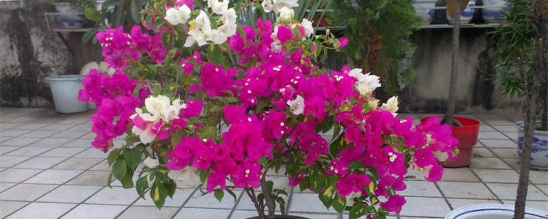 花卉松土季节