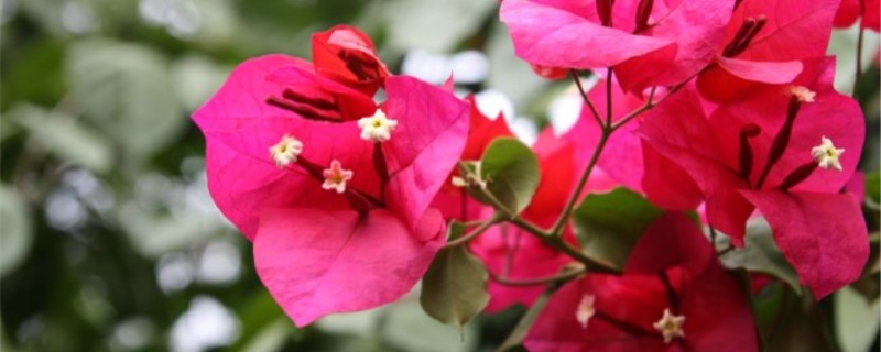 三角梅什么季节开花 三角梅什么季节开花