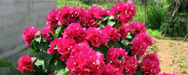 三角梅什么季节换盆好 三角梅什么季节换盆好
