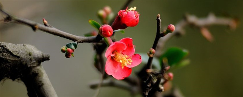梅花在东北开花季节 梅花在东北开花季节