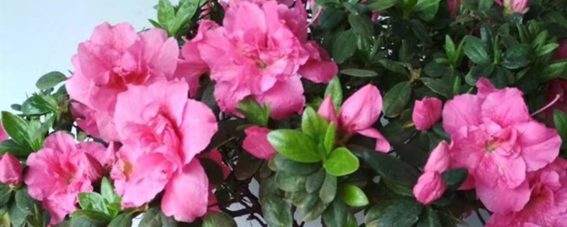 杜鹃开花季节 杜鹃开花季节