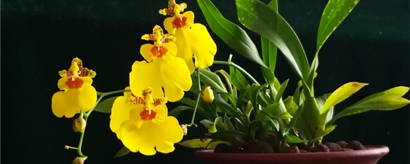 文心兰在哪个季节开花