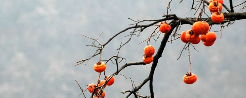 柿子籽什么季节种 柿子籽什么季节种
