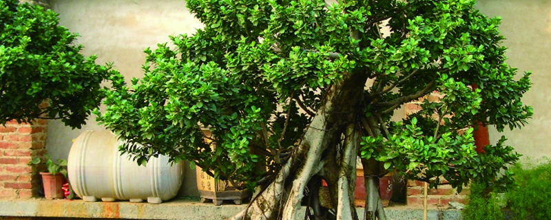 榕树换盆季节 榕树换盆季节
