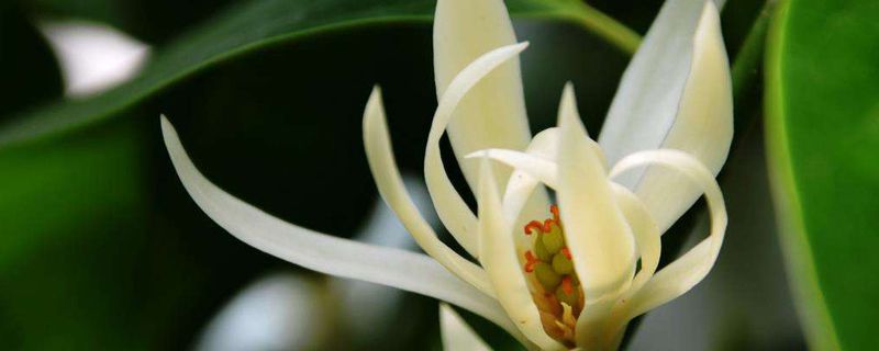 白兰花什么季节修剪 白兰花什么季节修剪