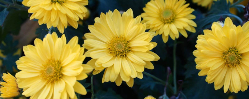雏菊什么季节种 雏菊什么季节种