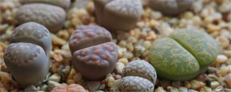 生石花施肥的季节 生石花施肥的季节