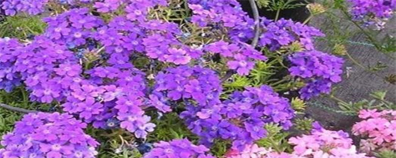 美女樱什么季节种植 美女樱什么季节种植