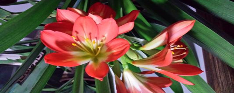 养君子兰开花季节 养君子兰开花季节