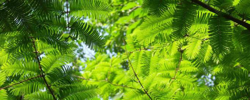 什么季节栽植水杉好 什么季节栽植水杉好