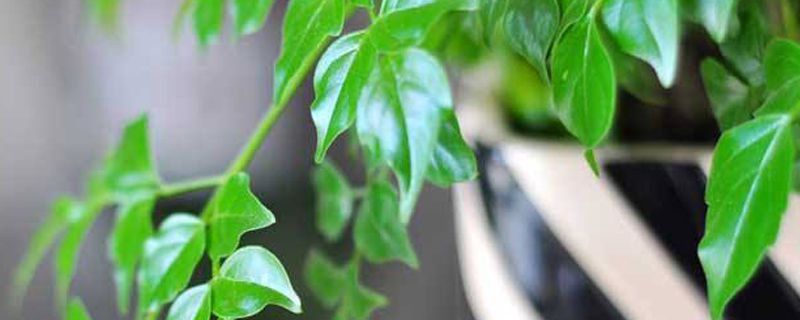 四川梅雨季节移植树木容易活吗 四川梅雨季节移植树木容易活吗