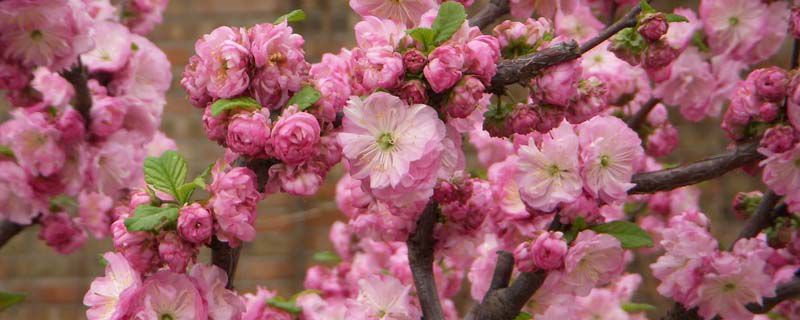 榆叶梅花是什么季节开花 榆叶梅花是什么季节开花