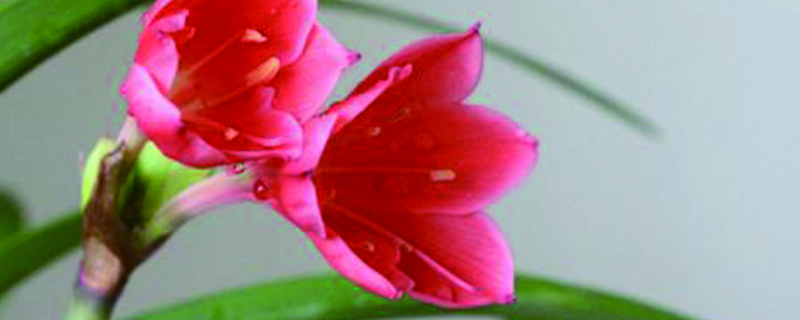 紫根兰什么季节开花 紫根兰什么季节开花
