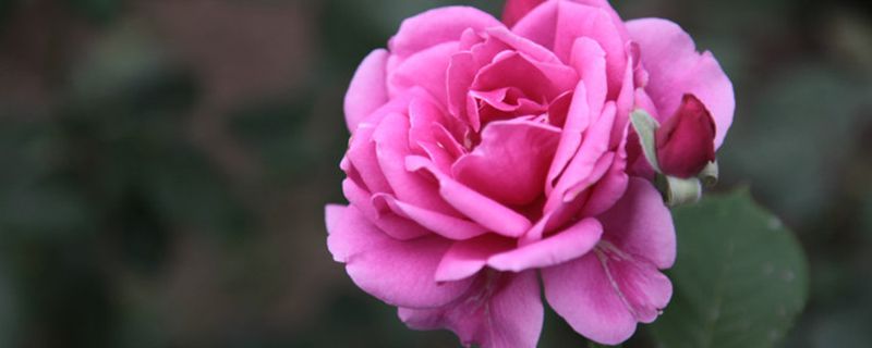 月季花什么季节施肥 月季花什么季节施肥
