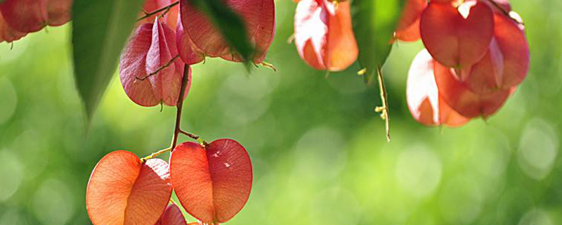 栾树什么季节种 栾树什么季节种