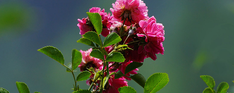 盆栽玫瑰花什么季节种 盆栽玫瑰花什么季节种