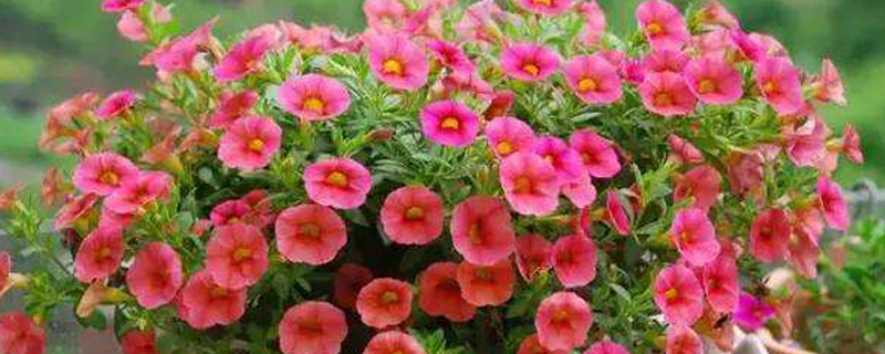 什么季节种植百万小玲 什么季节种植百万小玲