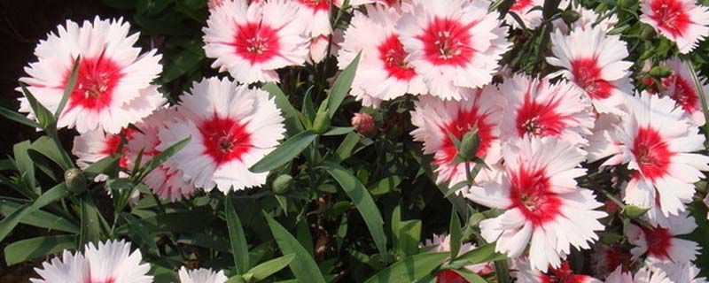 石竹花在什么季节开 石竹花在什么季节开
