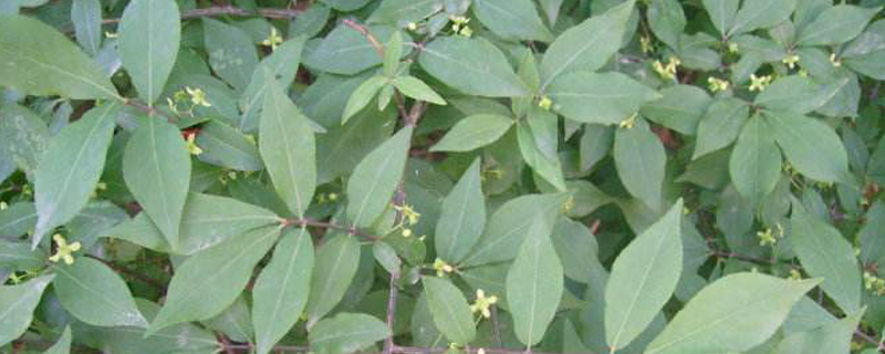 卫矛什么季节栽 卫矛什么季节栽