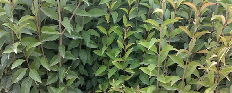 大叶女贞什么季节移植 大叶女贞什么季节移植