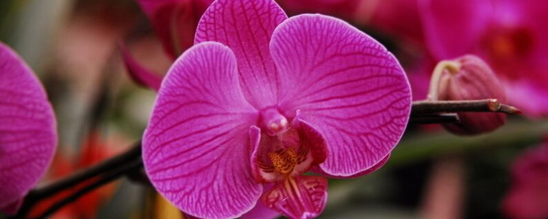 蝴蝶花在哪个季节开放 蝴蝶花在哪个季节开放