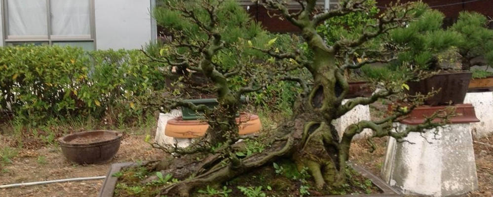 榕树在哪个季节施肥 榕树在哪个季节施肥