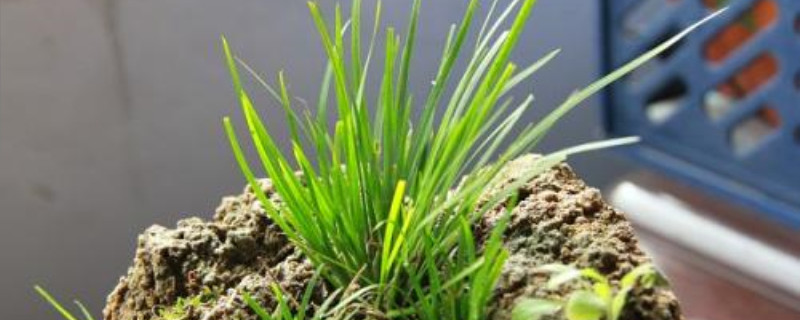 菖蒲生长季节 菖蒲生长季节