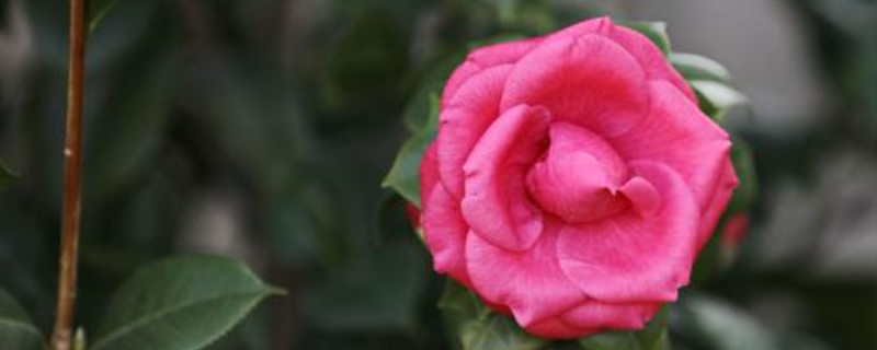 茶花新芽季节