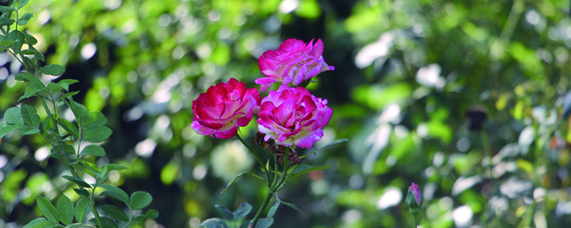 月季花什么季节移栽好 月季花什么季节移栽好