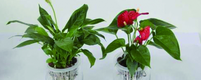 什么季节给红掌施肥 什么季节给红掌施肥