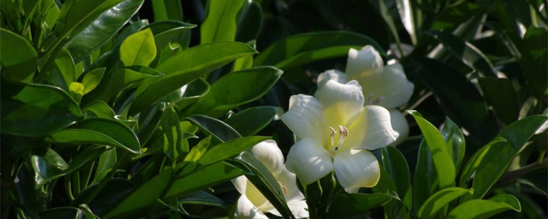 非洲茉莉什么季节修剪 非洲茉莉什么季节修剪