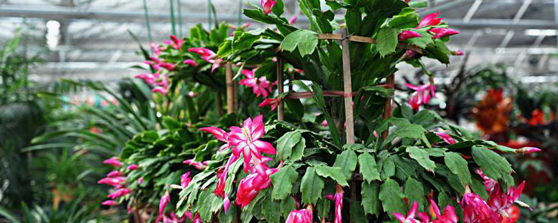 蟹爪兰秋冬季节怎么养 蟹爪兰秋冬季节怎么养