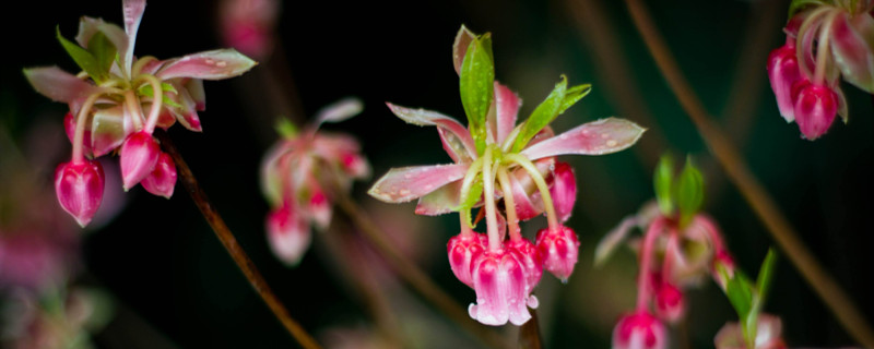 吊钟花开花季节 吊钟花开花季节