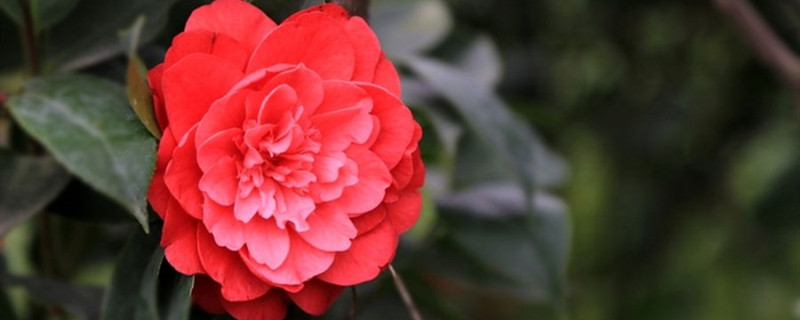 茶花移栽季节 茶花移栽季节