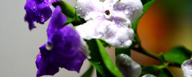 双色茉莉花什么季节开花 双色茉莉花什么季节开花