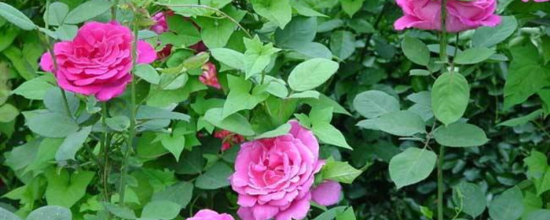 月季花什么季节移栽 月季花什么季节移栽