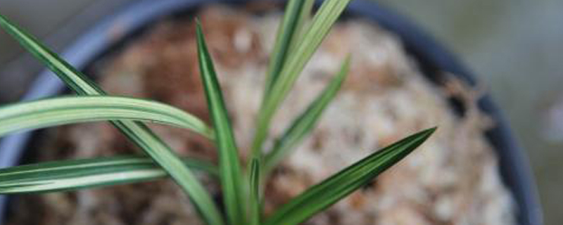 兰花分株季节
