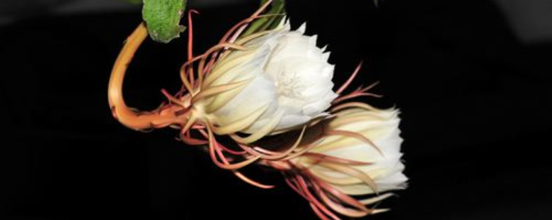 昙花开花季节 昙花开花季节
