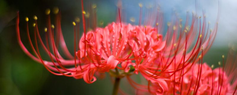 石蒜浇水的时间/方法/水量/频率 石蒜浇水的时间/方法/水量/频率