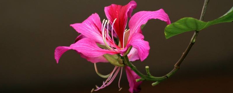 紫荆花树哪个季节开花 紫荆花树哪个季节开花