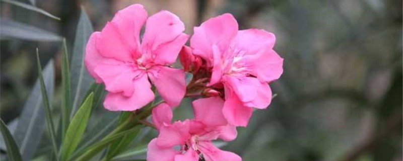 夹竹桃是什么季节开花