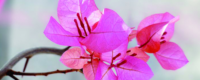 三角梅什么季节剪枝 三角梅什么季节剪枝
