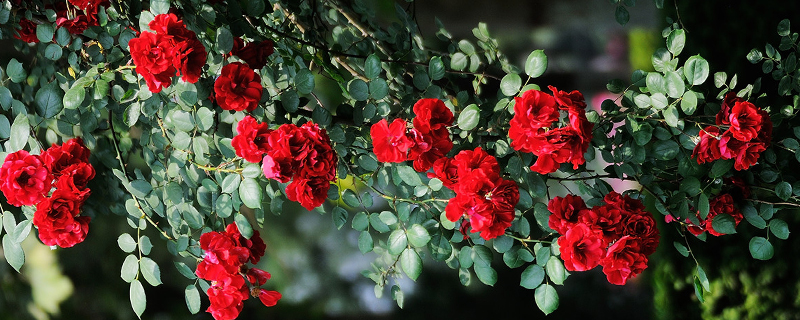 月季什么季节开花的 月季什么季节开花的