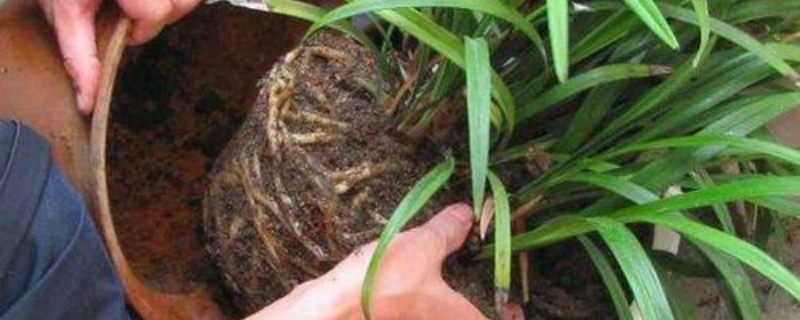 什么季节绿植换土更好 什么季节绿植换土更好